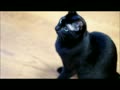 ピーヒャラ笛に戸惑う黒猫